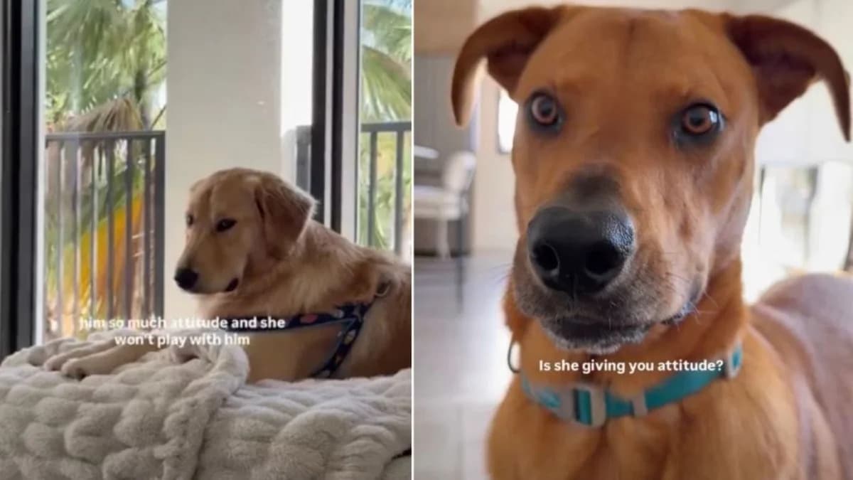 Golden Retriever Refuses to Play With Another Dog Because Her Couch Time Is Clearly Sacred
