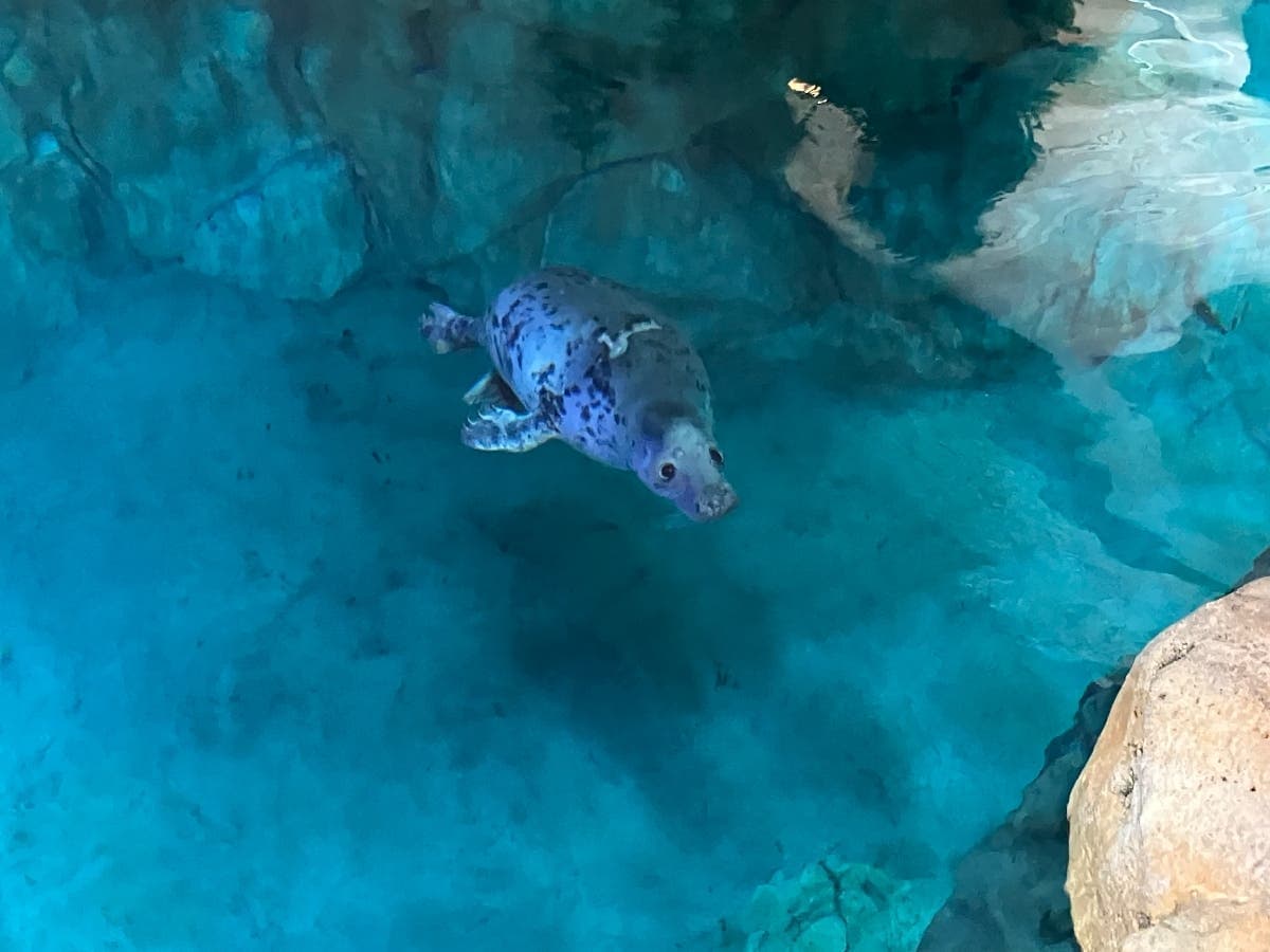 Rescued Seal Begins New Chapter At Norwalk Aquarium