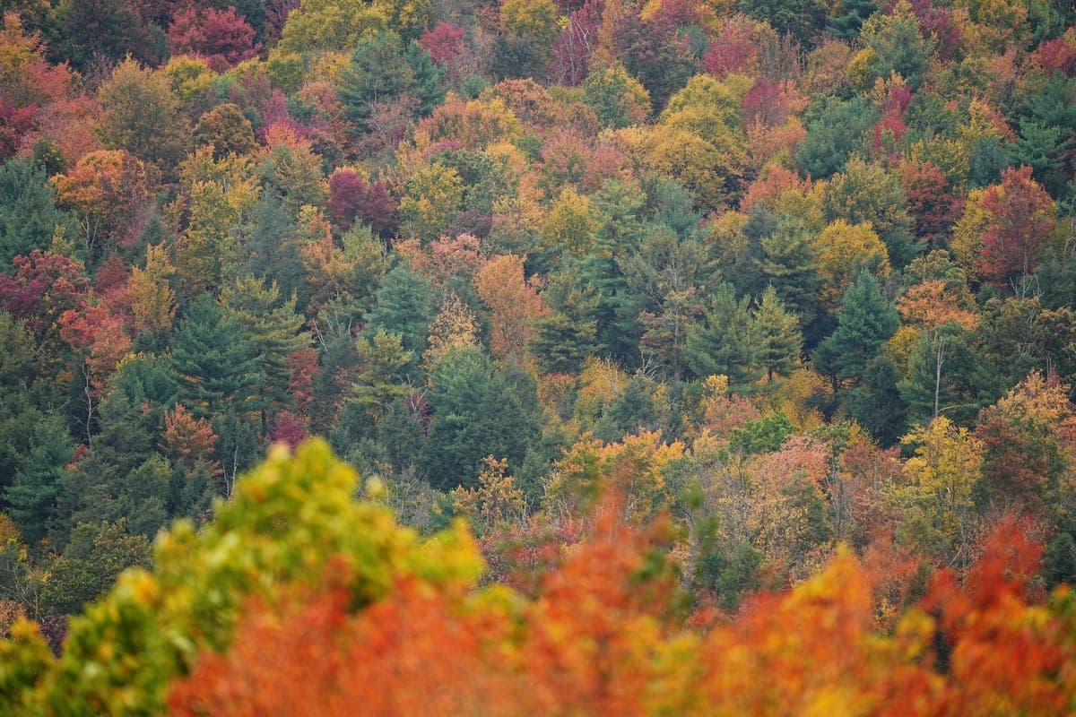 Fall foliage tracker: New England having an 'elite' year with majestic views elsewhere