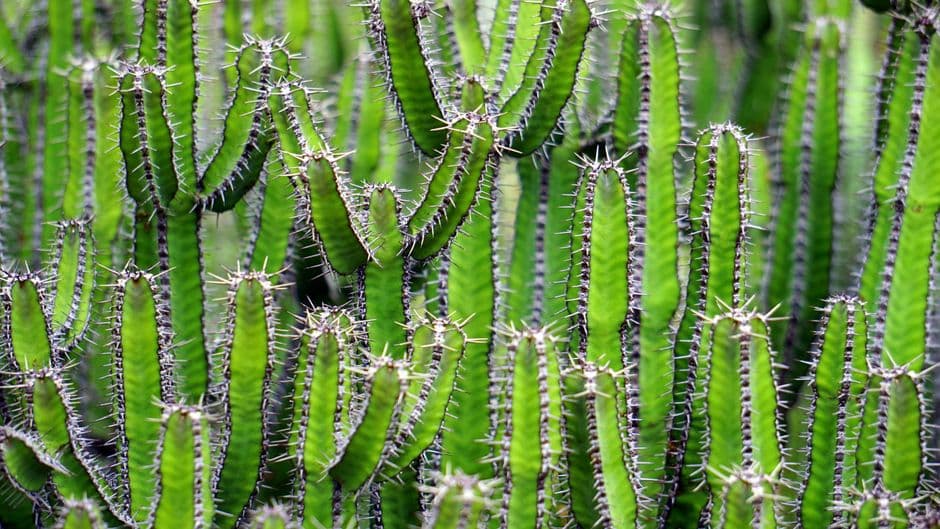 Drought-Resistant Landscaping Available To Cerritos Residents