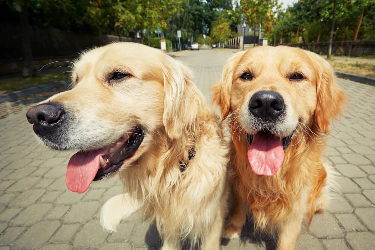 Golden Retriever Refuses To Go for a Walk Without His Girlfriend, and It's Too Sweet