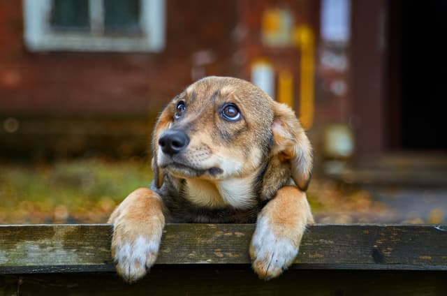 A veterinarian advises against a practice increasingly popular among dog owners